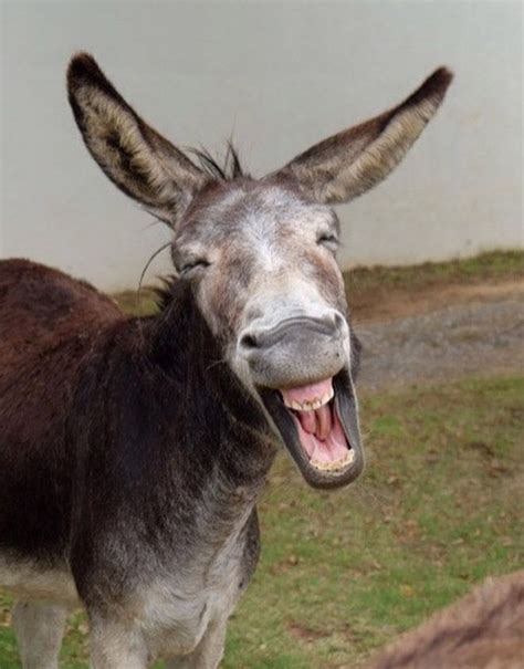 The Laughing Donkey: Funny Dog Accidentally Touches Electric 